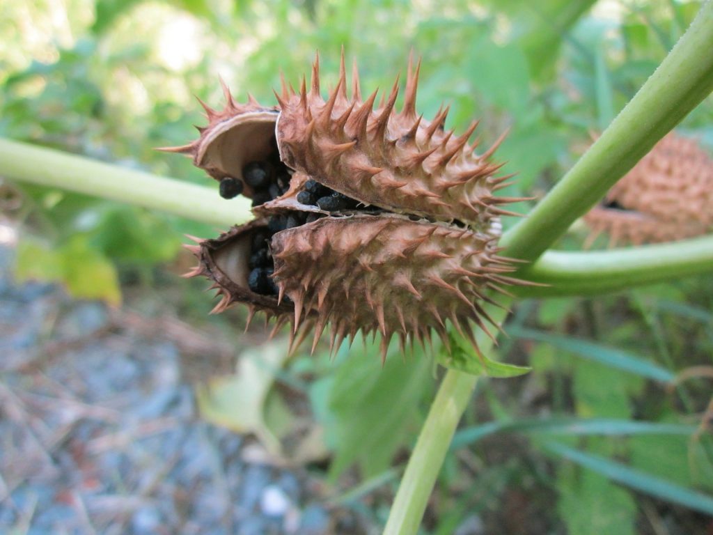 Stramonio, oggetto dell'alert negli spinaci, Photocredit WikimediaImages da Pixabay 