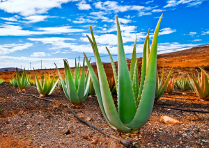 Aloe vera in Fuerteventura (Spagna)