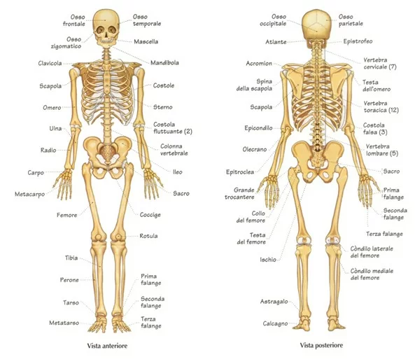 scheletro ossa