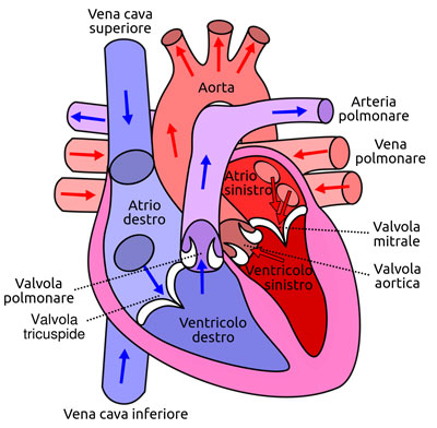 valvole cardiache