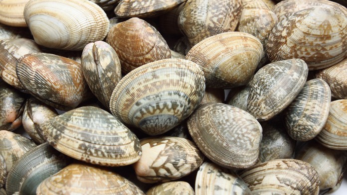 vongole