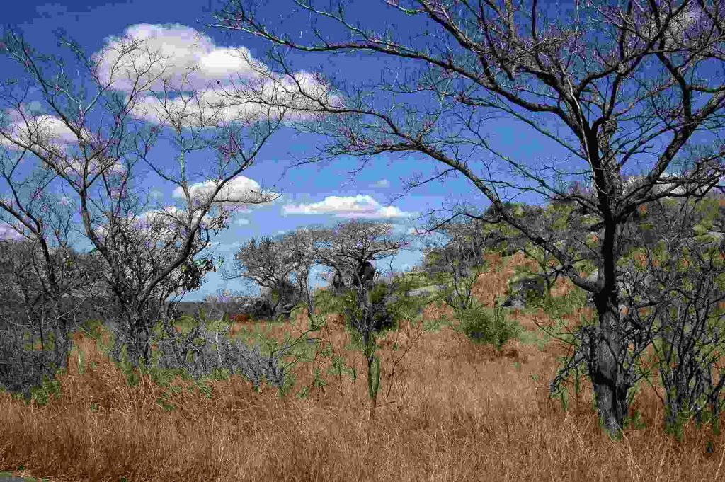 Landscape kruger park