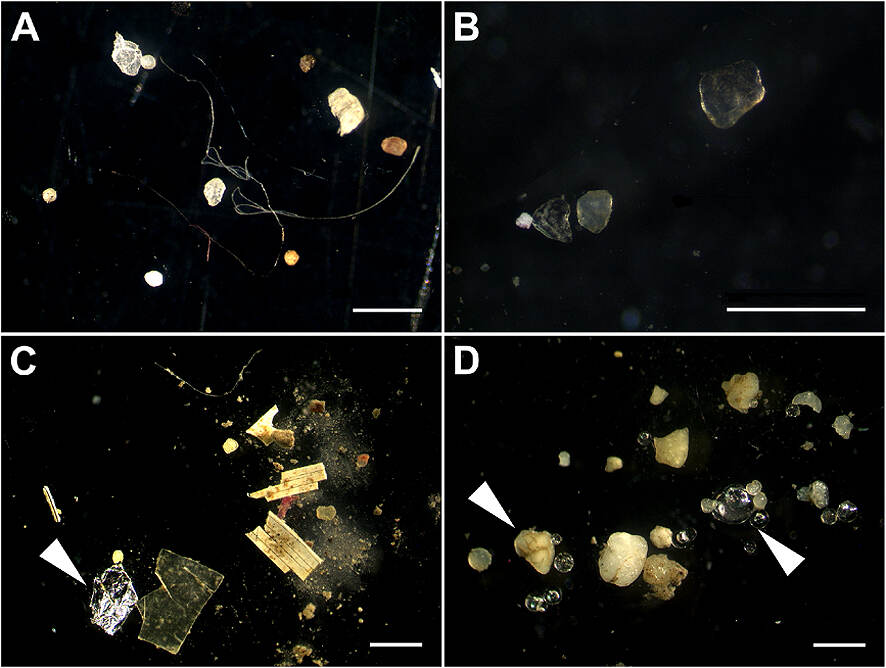 microplastiche nei sedimenti