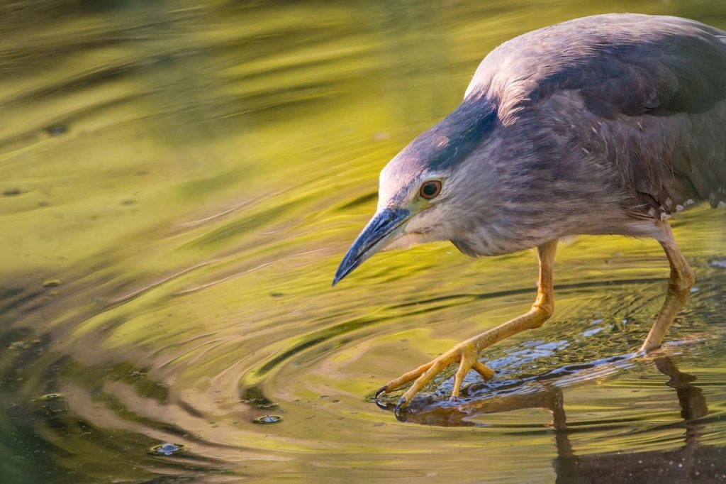 night heron 2363889 1280 1