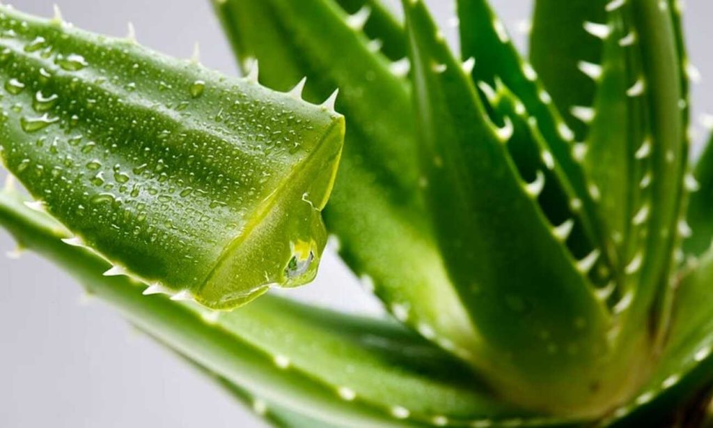 coltivare l'aloe vera