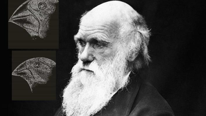 darwin day2