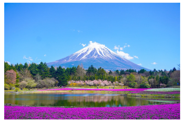 Monte Fuji e fiori di primavera