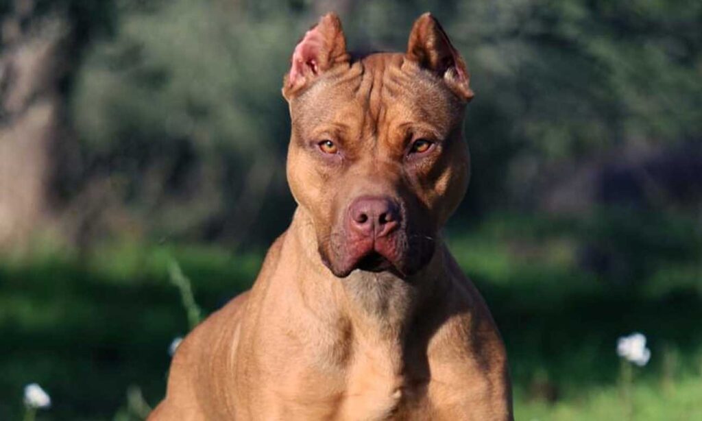 pitbull