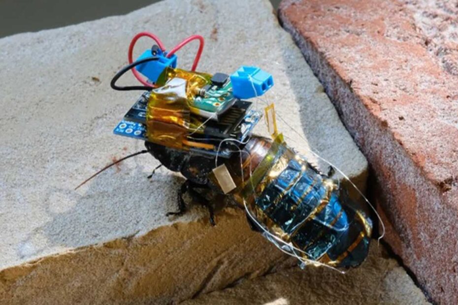 scarafaggi robot