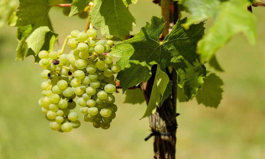 Uva di settembre, si acquista soprattutto quella bianca ma quella rossa è sempre la più ricercata e apprezzata. Il perché è legato al colore più accesso 