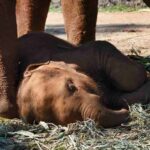 Storie di animali, elefantino