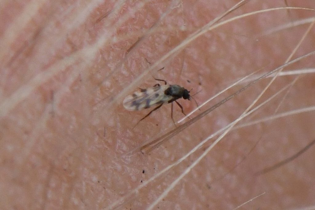 Virus Shamonda: siamo di fronte a una nuova epidemia? 2 La trasmissione del virus Shamonda non avviene per via aerea né per contatto diretto da individuo a individuo